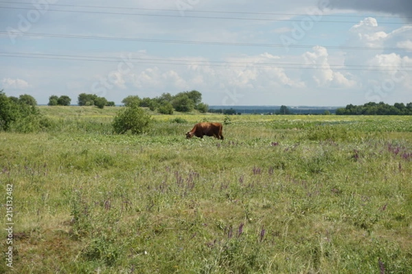 Obraz the cow sits in the field
