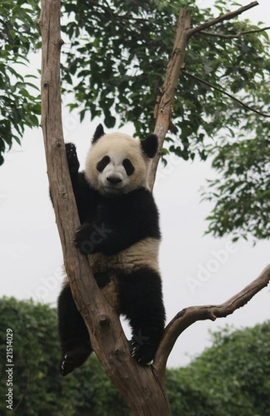 Fototapeta Panda