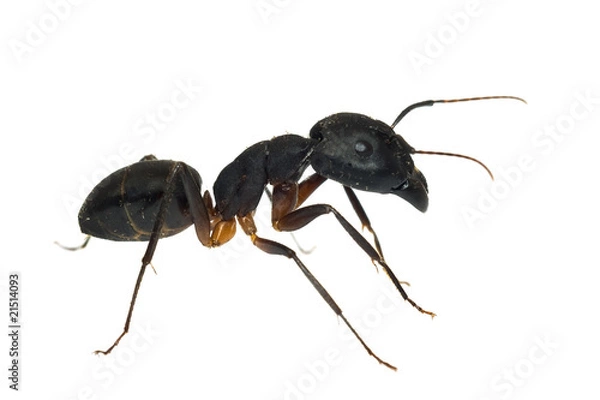 Obraz Ant isolated on white