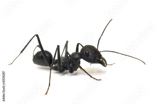 Obraz ant  isolated on white