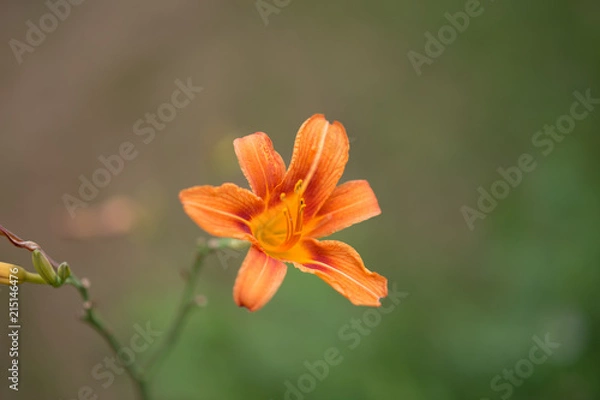 Obraz summer bay the lake