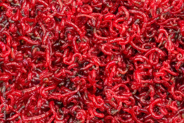 Fototapeta Bloodworm. Feed for fish. A close-up photograph.