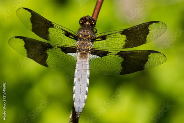 Obraz Common Whitetail