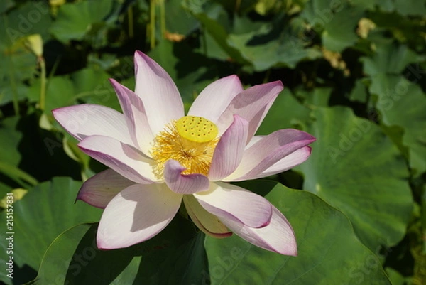 Fototapeta 蓮の花開く夏の日