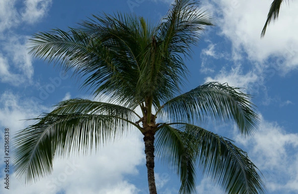 Fototapeta Palm 7