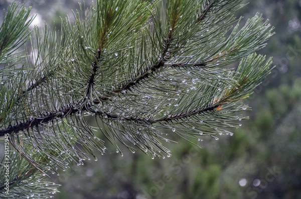 Fototapeta Pine needles 2