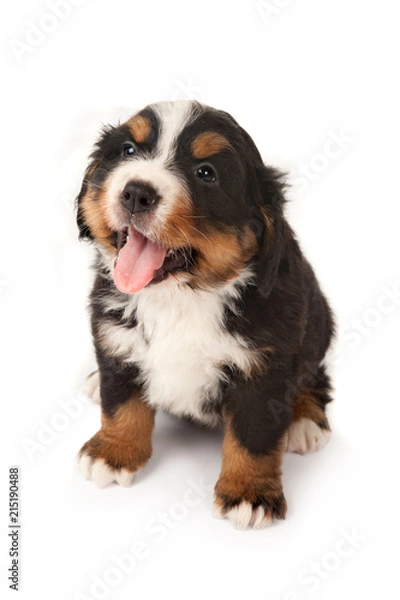 Obraz Bernese mountain dog puppy