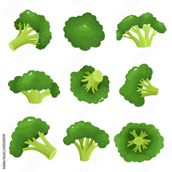 Obraz Bright vector collection of colorful broccoli isolated on white.