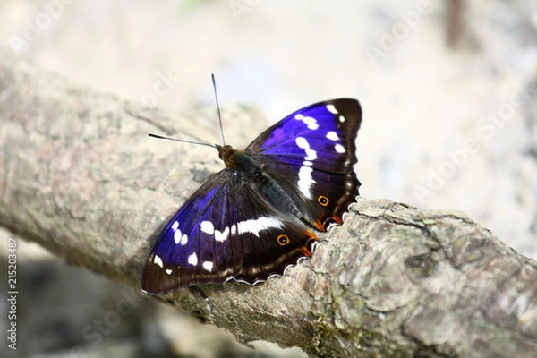 Fototapeta Apatura iris