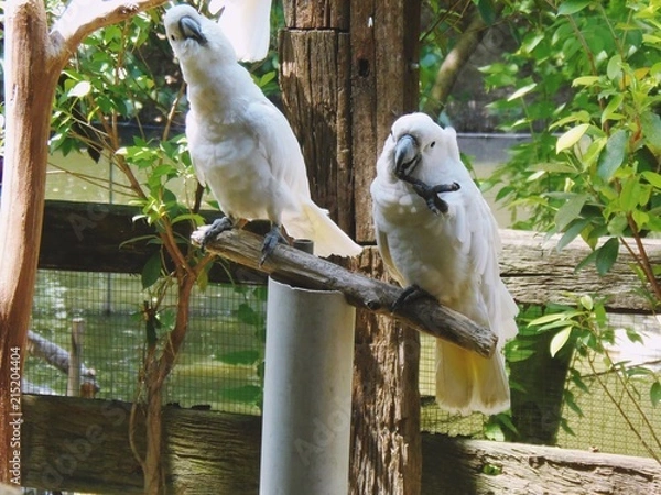 Obraz Twin parrot