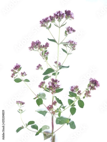 Obraz Mouse peas flowers on white background