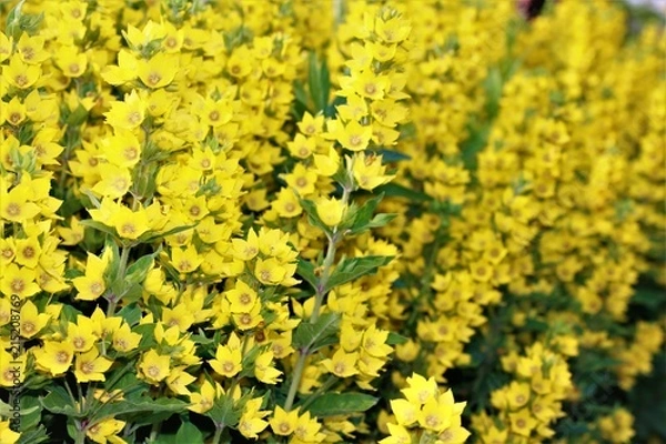 Obraz Yellow flowers