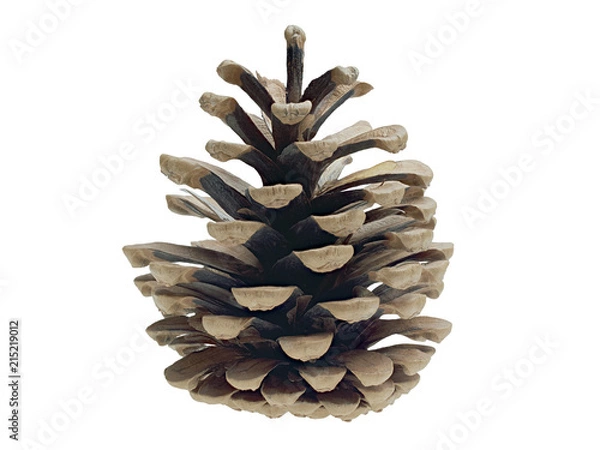 Obraz Pine cone isolated