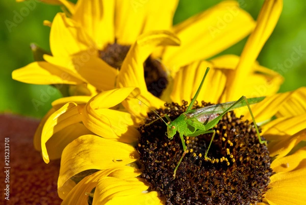 Fototapeta Grassopher on sunflower, macro