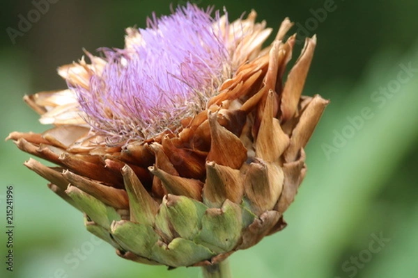 Fototapeta Pretty flower