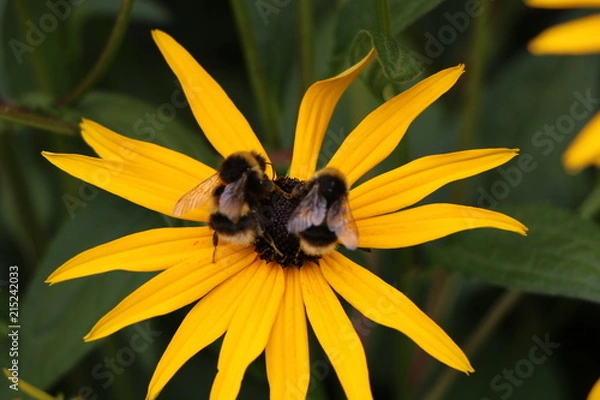 Fototapeta Busy Bees 