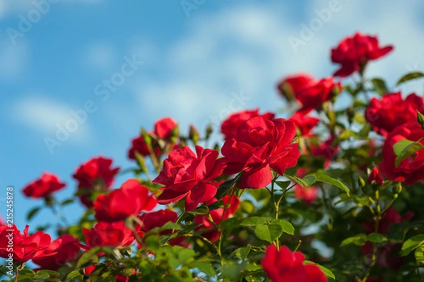 Fototapeta Red roses with buds on a background of a green bush. Bush of red roses is blooming in the background of a blue sky with clouds.