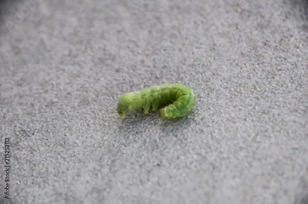 Fototapeta Caterpillar1