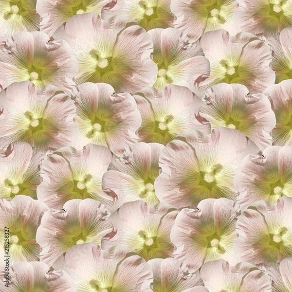 Obraz Beautiful floral background with mallows 