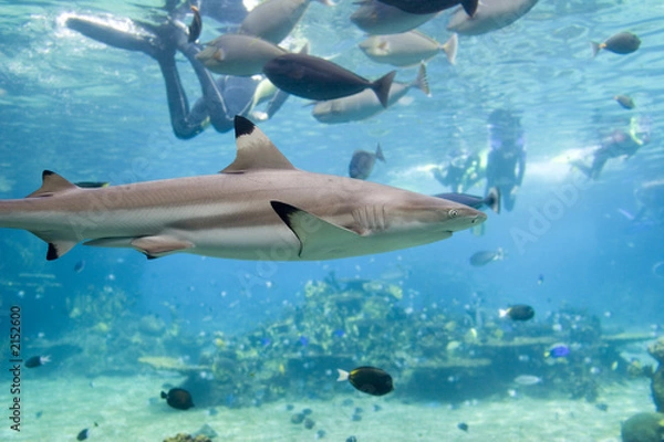 Obraz sharkfishndive