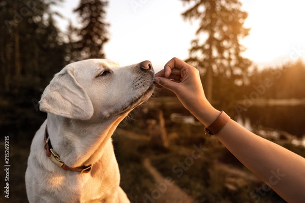 Fototapeta młody piękny labrador retriever szczeniak je trochę karmy dla psów z ludzkiej ręki na zewnątrz podczas złotego zachodu słońca