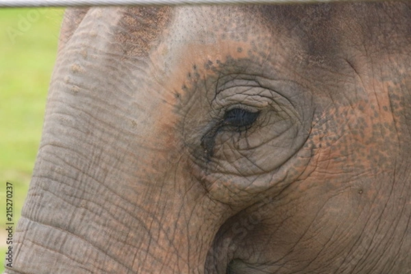 Fototapeta Elephant close up
