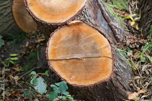 Fototapeta Tree trunks