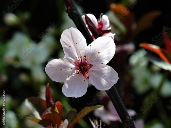 Fototapeta Cherry blossom