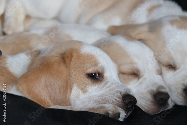 Fototapeta Sbug as a bug