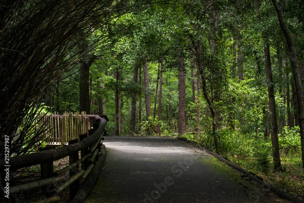 Fototapeta Canopied path at zoo