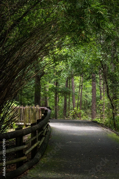 Fototapeta Canopied path at zoo