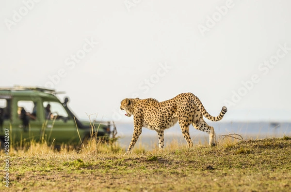 Obraz Female cheetah walking across the savannah, oblivious to safari vehicle. Watching prey in the distance.  Mouth is open wide, yawning, tail extended.