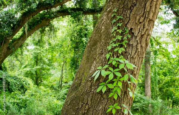 Fototapeta Tree with running ivy