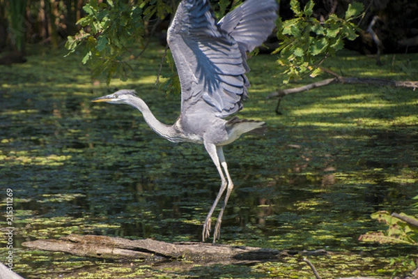 Fototapeta Heron1