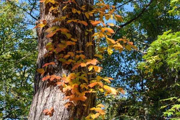 Fototapeta ツタウルシの紅葉
