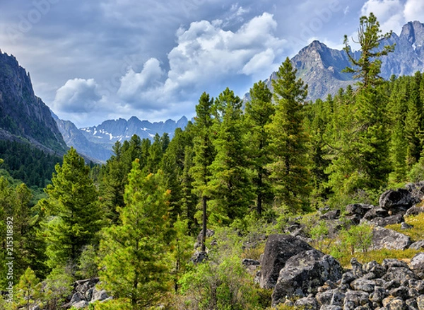Fototapeta Siberian mountain taiga on cloudy summer day