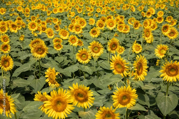 Fototapeta ひまわり