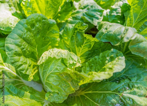 Fototapeta green cabbage growing on the ground.