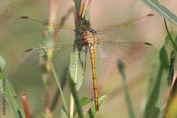 Fototapeta Ważka (Sympetrum striolatum)