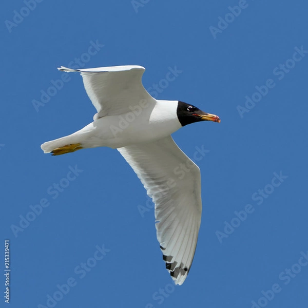 Obraz White seagull in flight