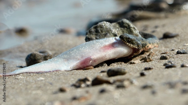 Obraz Water snake swallows fish