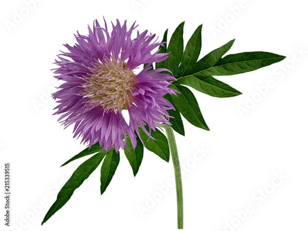 Obraz Bright purple carnation