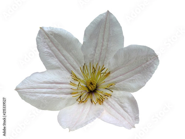 Obraz Clematis flower