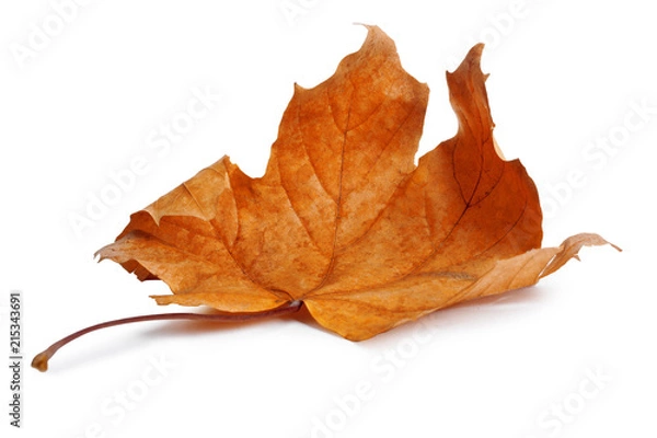 Fototapeta Autumn maple branch with leaves with shadow isolated