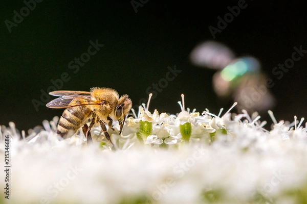 Fototapeta A bee on its blossom in the sunlight with a black backround