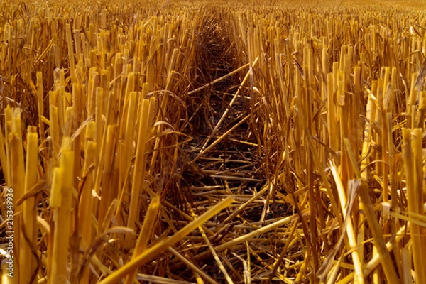 Fototapeta The track among the cut wheat ears, left by a passing combine.