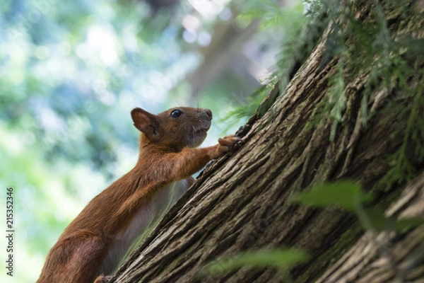 Fototapeta Cute squirrel climbing a tree