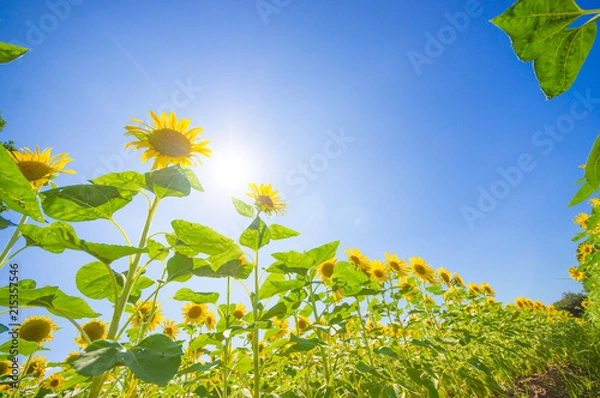 Fototapeta 青空とヒマワリ