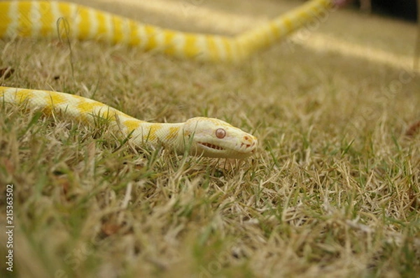 Fototapeta a captive pet Albino python on the lawn in a backyard in rural Australia