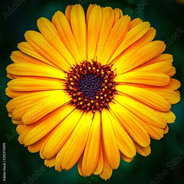 Fototapeta Marigold